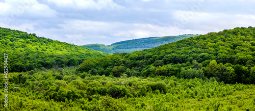 a forest landscape