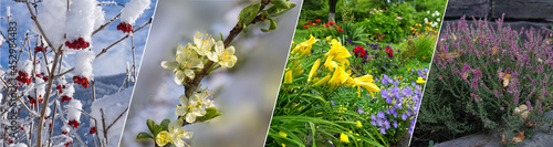 Four seasons plants and flowers collage. Horizontal banner with photos of winter, spring, summer, autumn plant. Red berries under snow, flowering fruit tree, summer flower garden, autumn heathers.