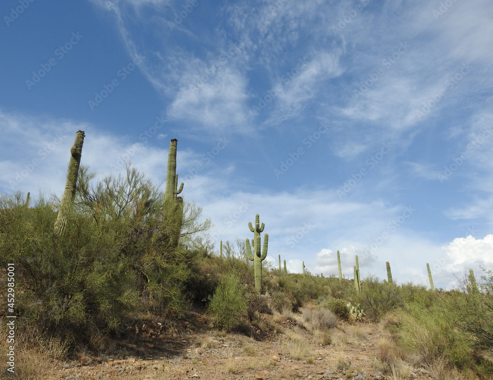 The beautiful scenery of the Sonoran Desert landscape along Interstate highway 17 in Yavapai County, Arizona. The beautiful scenery of the Sonoran Desert landscape along Interstate highway 17 in Yavapai County, Arizona.