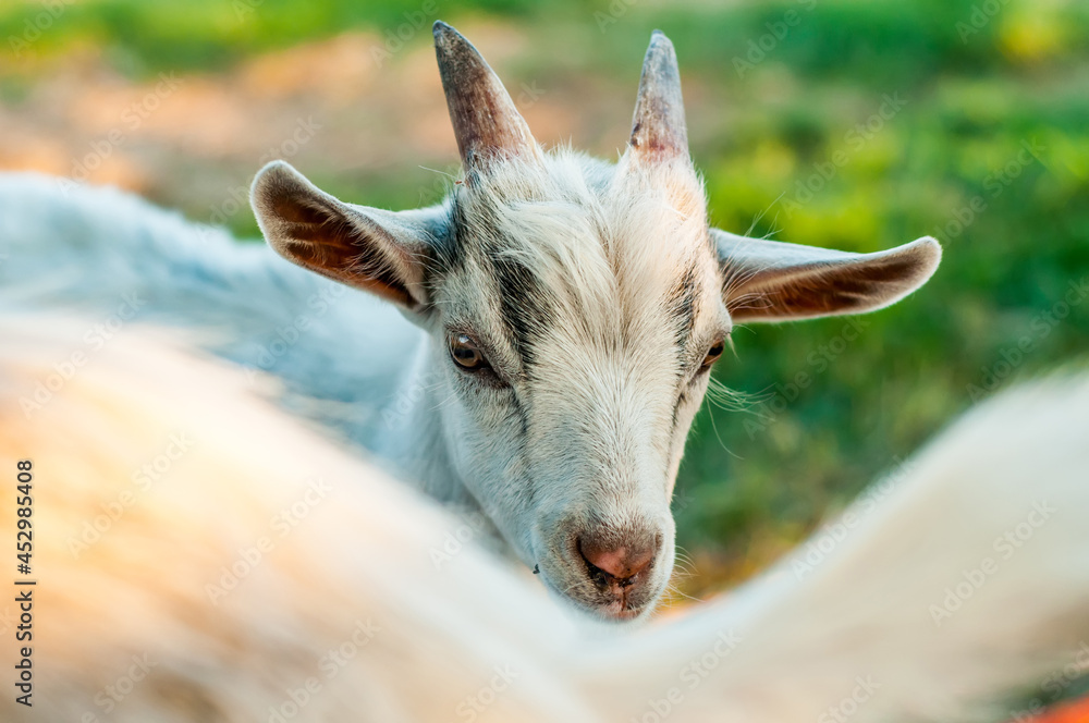 Fototapeta premium Portrait of a cute goat