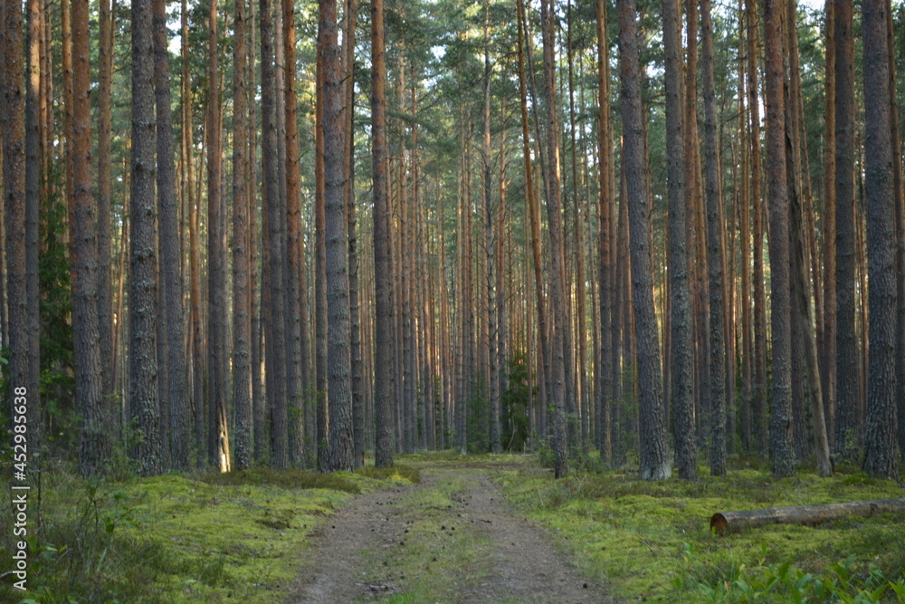 Obraz premium pine forest