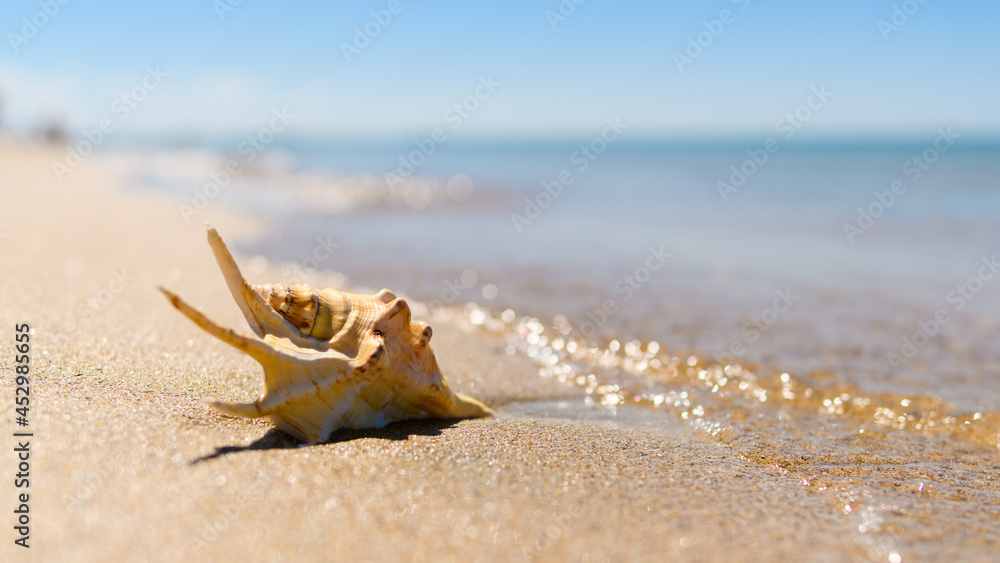 A beautiful large shell sticks out in the sand near the sea. Marine tropical landscape. Selective focus on the shell. A beautiful large shell sticks out in the sand near the sea. Marine tropical landscape. Selective focus on the shell.