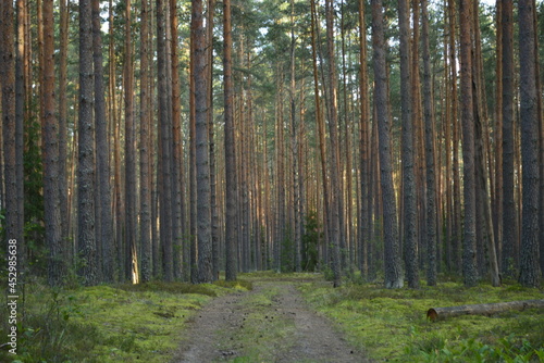 pine forest 