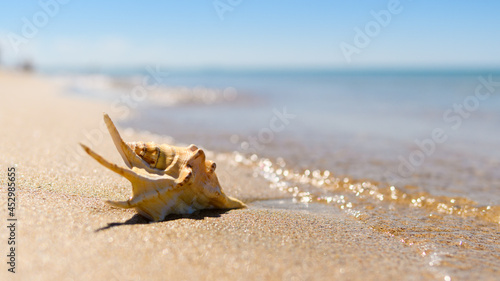 A beautiful large shell sticks out in the sand near the sea. Marine tropical landscape. Selective focus on the shell.