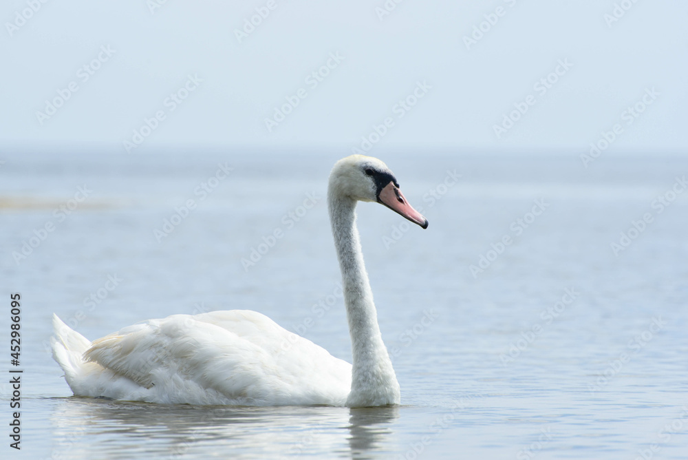 Black sea with white swan , summertime Black sea with white swan , summertime