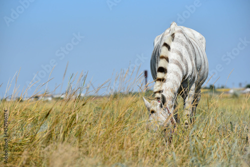 Fototapeta Naklejka Na Ścianę i Meble -  Stripped horse crossed with zebra grazes on summer pasture