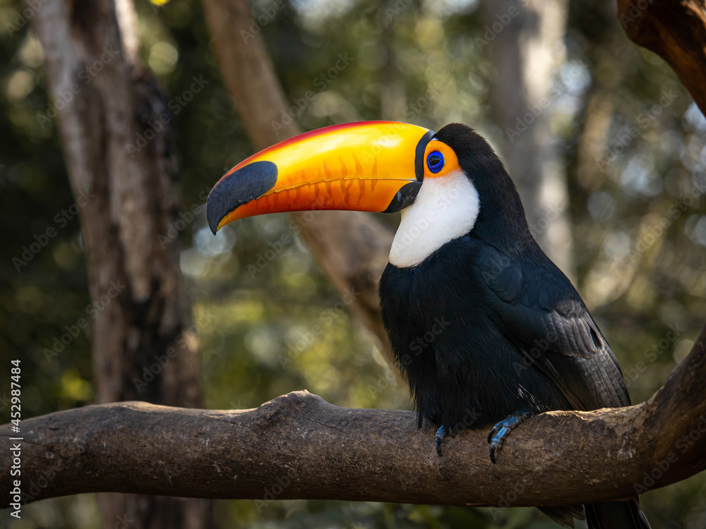 Tucano Toco(Ramphastos toco), popularmente conhecido como tucanuçu, tucanaçu, tucano-grande e tucano-boi, é uma espécie de tucano e o maior representante da família Ramphastidae. Tucano Toco(Ramphastos toco), popularmente conhecido como tucanuçu, tucanaçu, tucano-grande e tucano-boi, é uma espécie de tucano e o maior representante da família Ramphastidae.