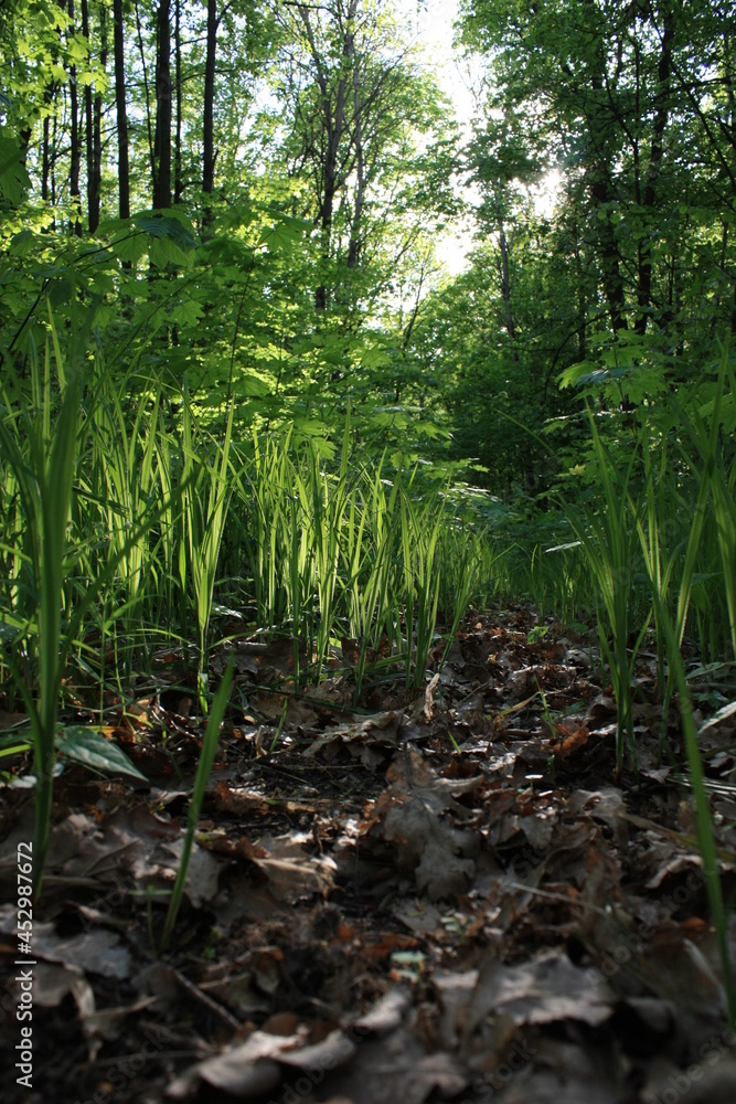 forest in spring forest in spring