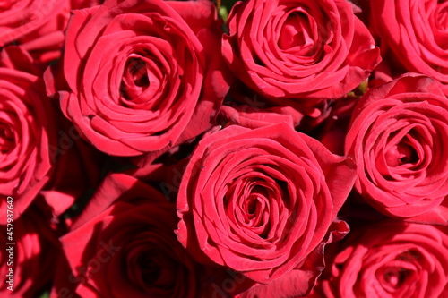 Hintergrund  rote Rosen.