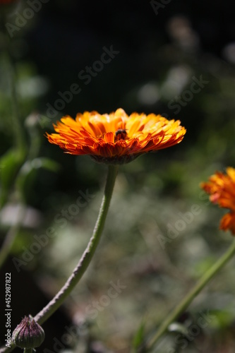 orange flower of a calendula