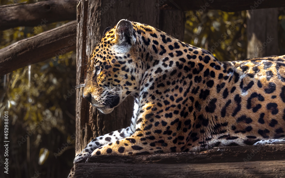 A On a pintada Ou Jaguar Panthera Onca Deitada De Lado Na rvore 