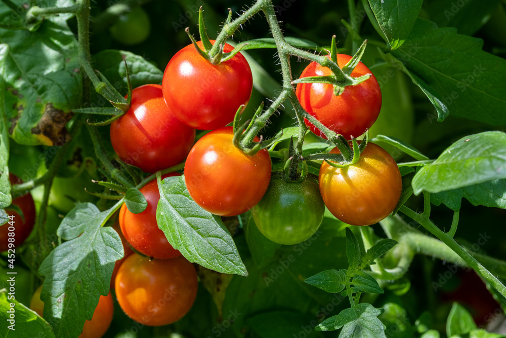 Cherry tomatoes ripening on the vine in a garden
