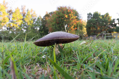 wild mushrooms