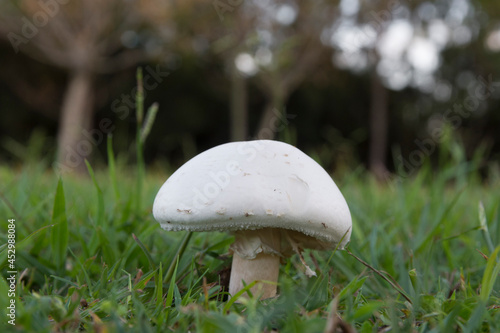 wild mushrooms