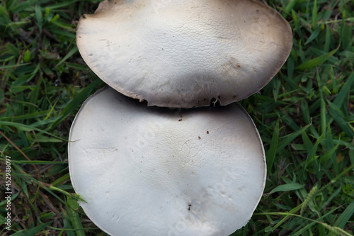 wild mushrooms
