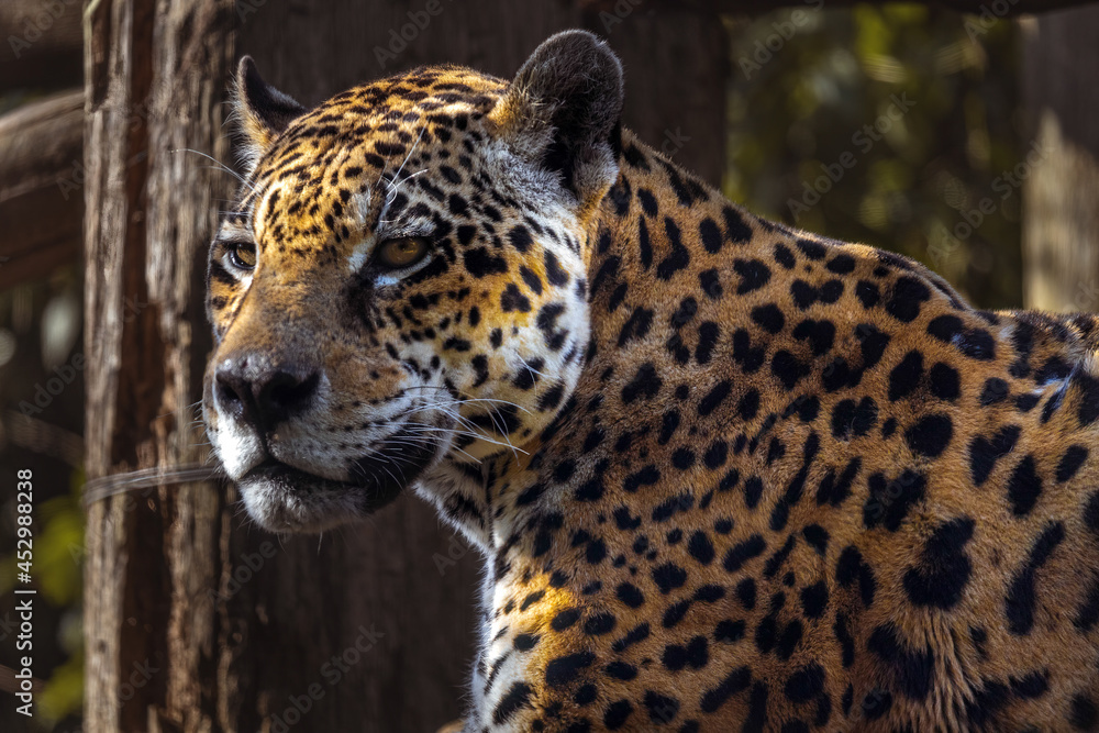 A onça-pintada ou jaguar (Panthera onca), olhando para a câmera de perto A onça-pintada ou jaguar (Panthera onca), olhando para a câmera de perto