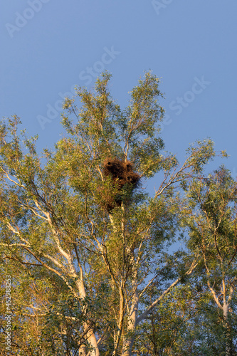 parrot nest