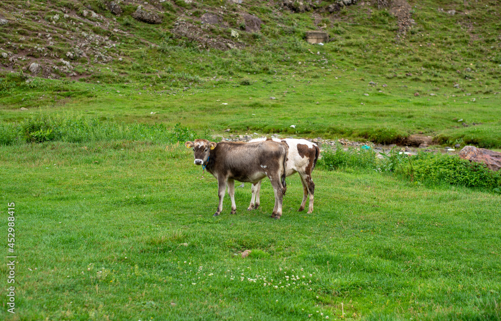 Two cow by the river Two cow by the river