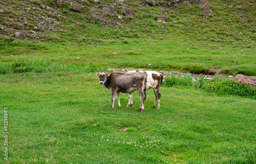 Two cow by the river