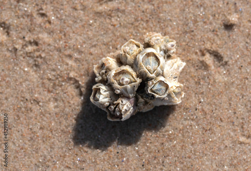 Bay barnacle (Amphibalanus improvisus) animal colony on the sandy sea shore at sunny summer day photo