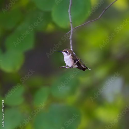 hummingbird