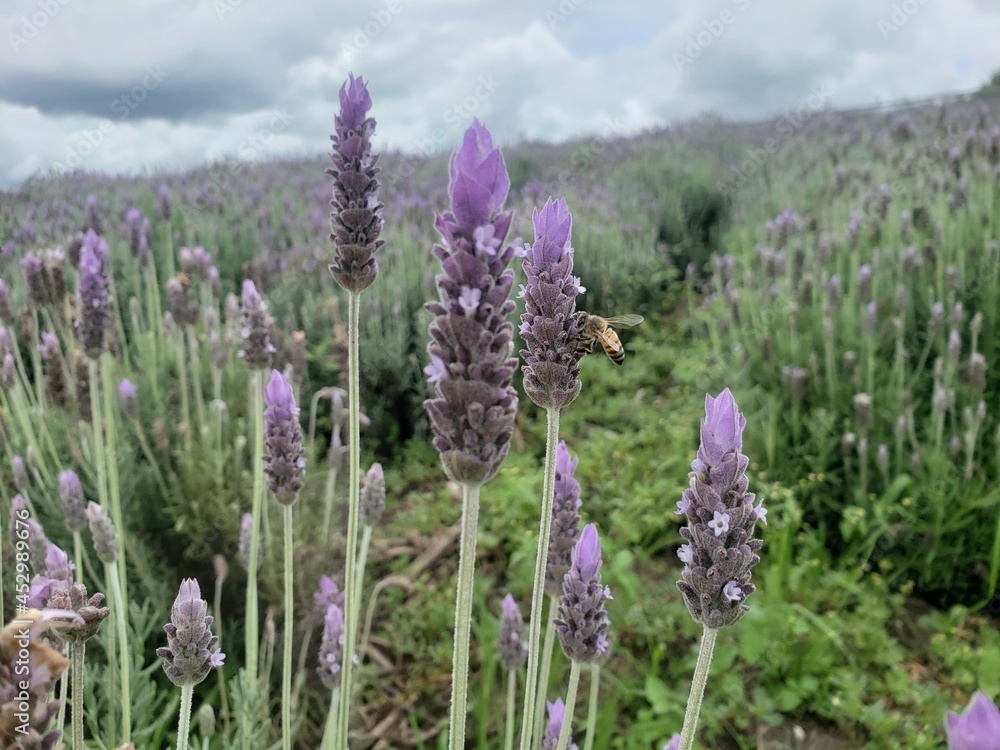 Obraz premium field of lavender