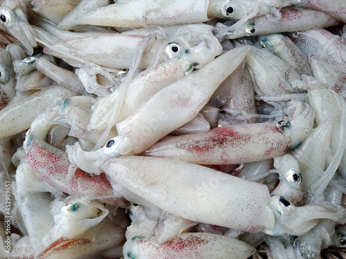 fresh splendid squids prepared