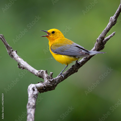 Prothonotary yellow warbler