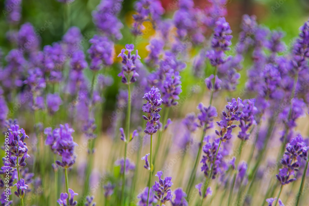 Lavender flowers are bright purple in close-up, in the background. Lavender flowers are bright purple in close-up, in the background.