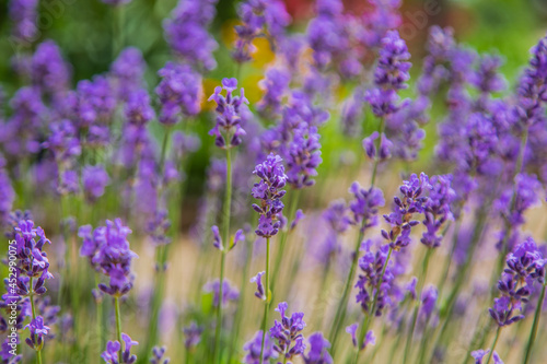Lavender flowers are bright purple in close-up  in the background. 