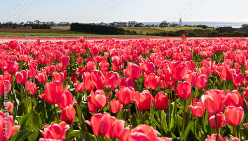 Foto Colourful full bloom tulips flowers at Table Cape Tulip Farm, Wynyard, Tasmania,