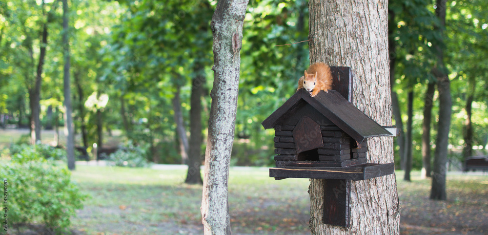 A squirrel is sitting on his house in the park