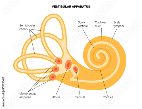 Vestibular apparatus anatomy