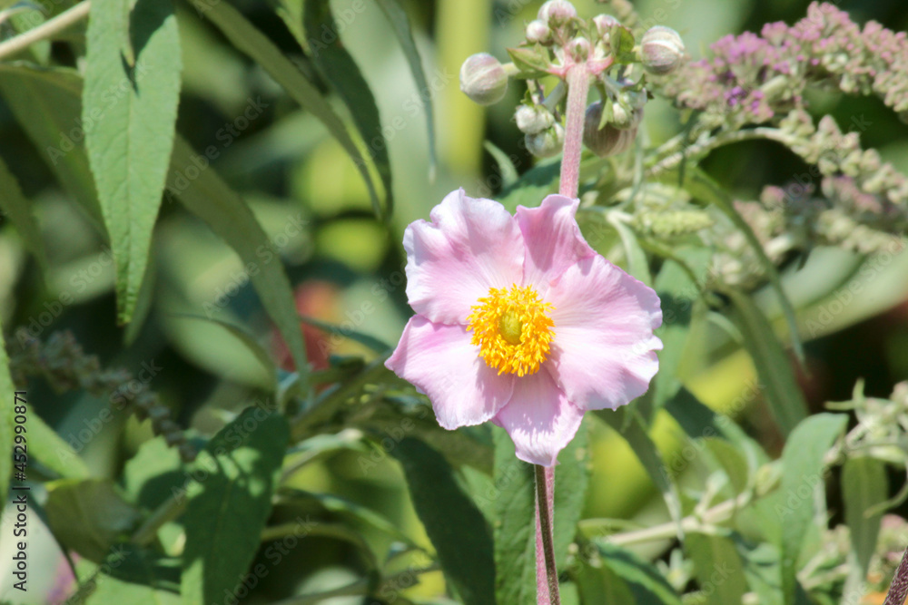 Obraz premium Herbstanemone