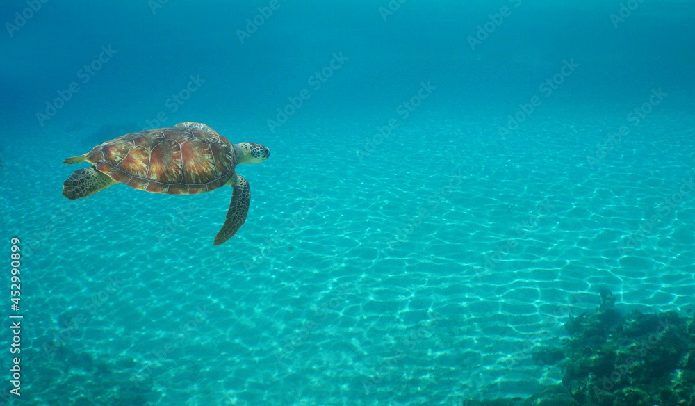 Obraz premium underwater sea turtle , caribbean sea , Venezuela