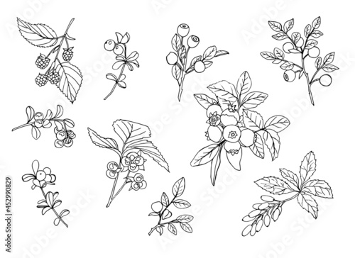 Vector set of blueberry, blackberry, lingonberry, barberry, boneberry branches, hand-drawn black-and-white graphic elements. A collection of wild forest berries in the style of doodles.