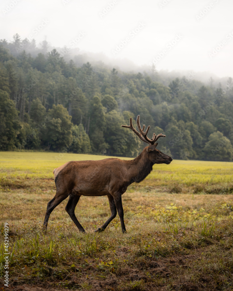 Elk Grazing on a Foggy Morning in Cataloochee Valley in the Great Smoky Mountains National Park in North Carolina Elk Grazing on a Foggy Morning in Cataloochee Valley in the Great Smoky Mountains National Park in North Carolina