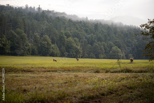 Elk Grazing on a Foggy Morning in Cataloochee Valley in the Great Smoky Mountains National Park in North Carolina