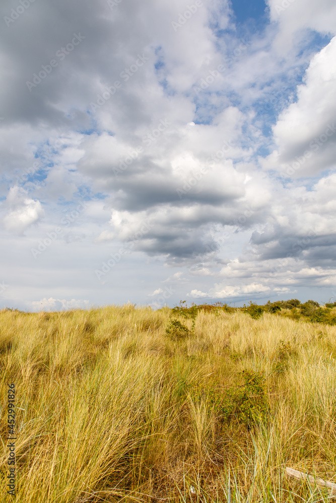 Dune grass field on the coast landscape