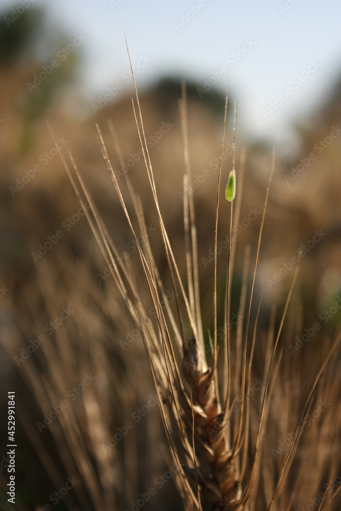 ears of wheat