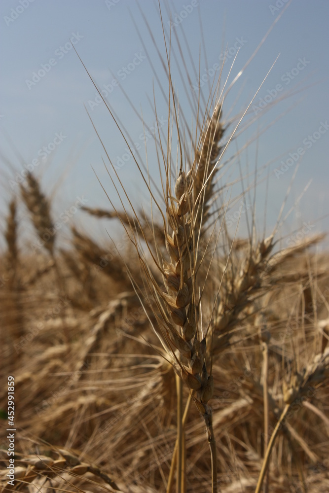 golden wheat field golden wheat field
