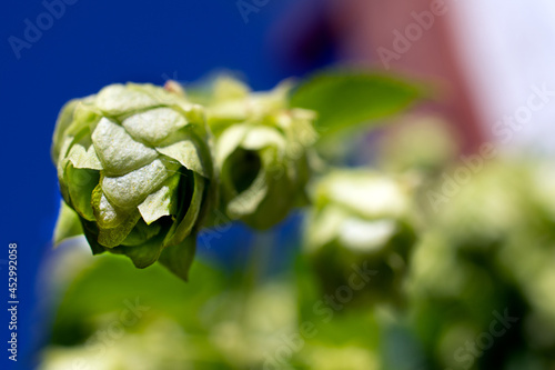 close up of a hops plant, narrow depth of field draws attention to closest cone. Deep blue sky and old building in background.  photo