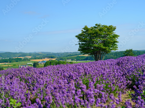 Wallpaper Mural ラベンダー畑 Torontodigital.ca