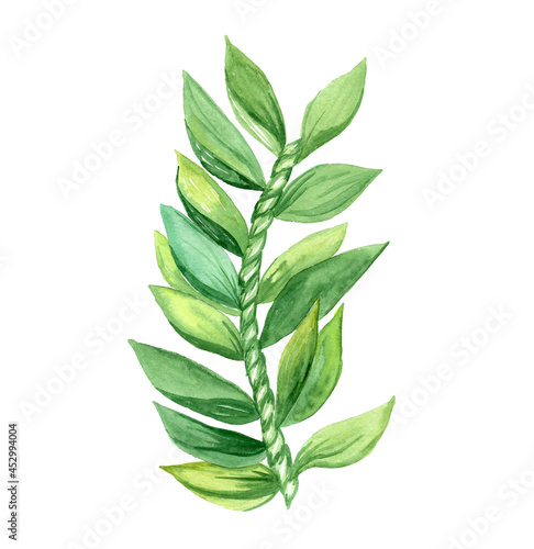 Watercolor ti leaf weave branch isolated on white