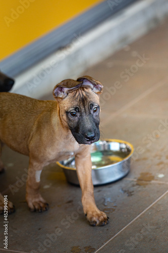 Cute brown puppy with funny ears in front of a water bowl