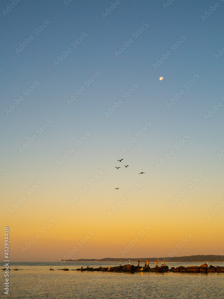 Moonrise and flight of seabirds over the jetty on Cape Cod beach, Massachusetts.