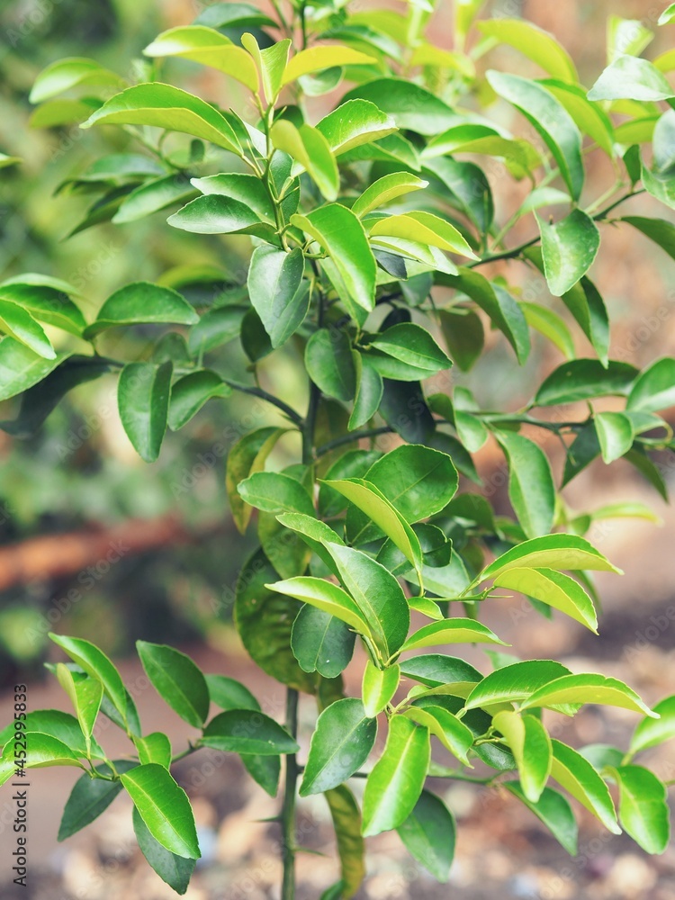 A small lemon tree grown in a home in a northern country and planted in a garden for the summer. A small lemon tree grown in a home in a northern country and planted in a garden for the summer.