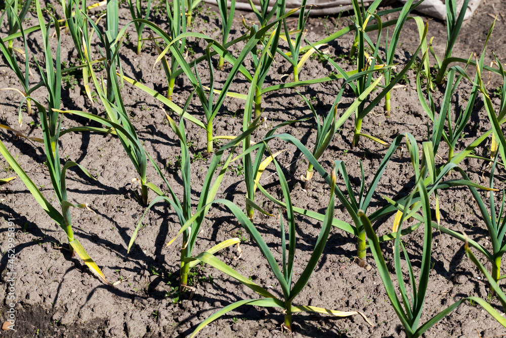 an agricultural field with growing garlic