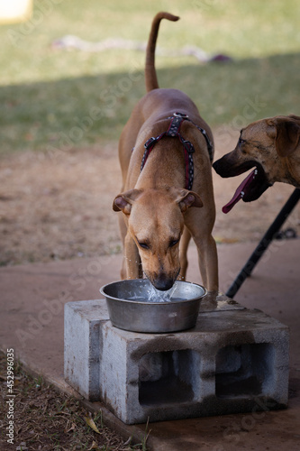 Cute brown dog drinks from waterbowl photo