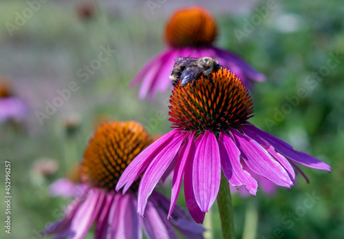 Coneflower Echinacea Plant with Two Solitary Bees on Flower Top